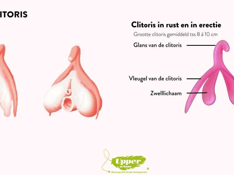 Welkom... de clitoris!